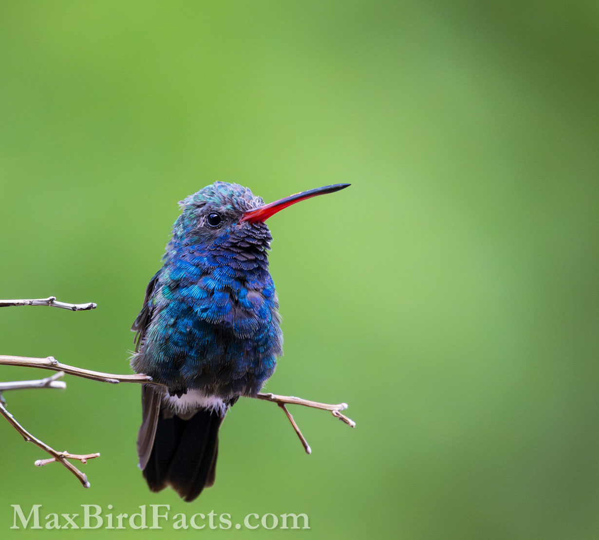 Broad-billed Hummingbird (Cynanthus latirostris). (Santa Cruz, AZ, 2025)
Birding Southeastern Arizona Monsoon Season