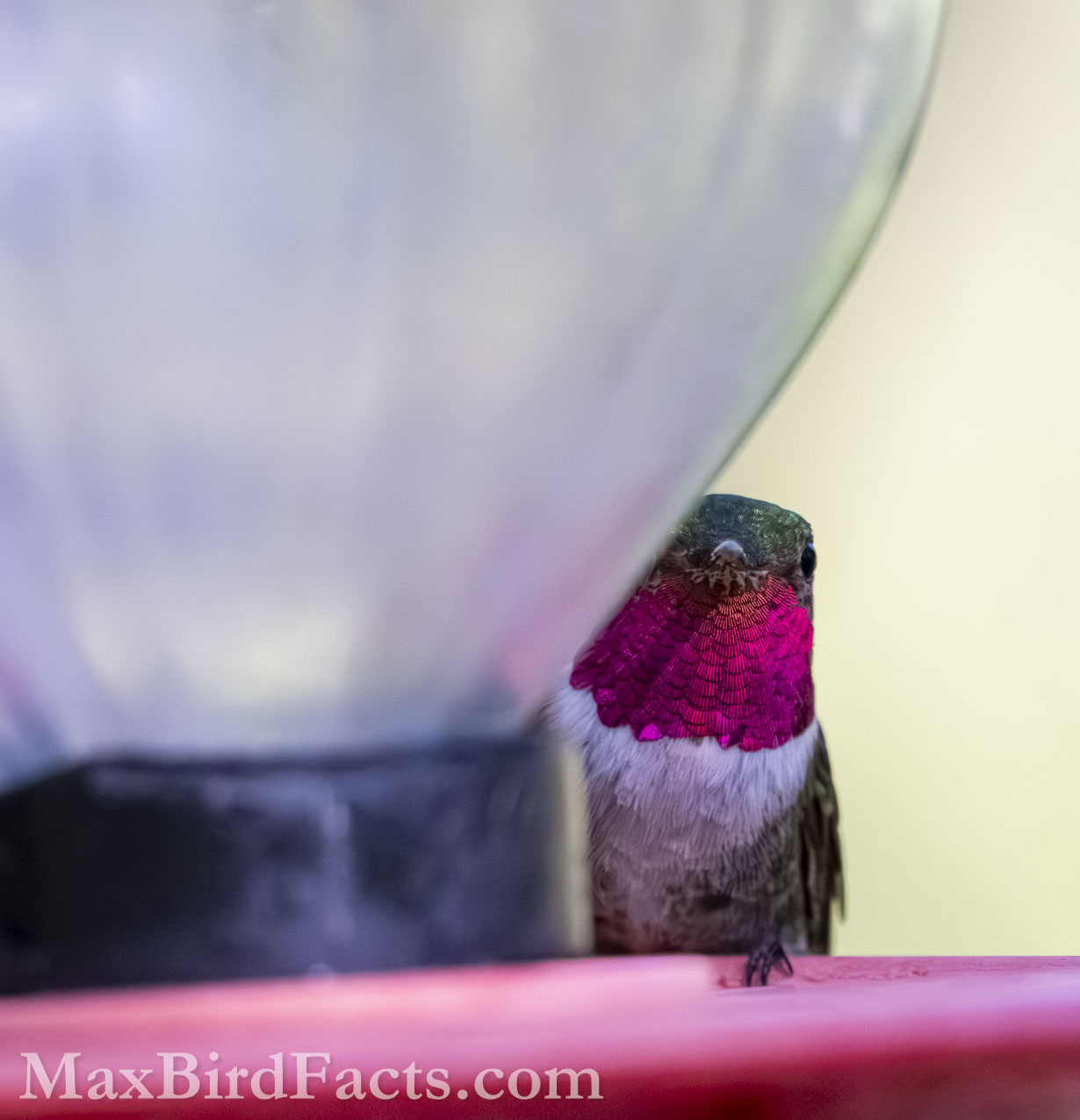Broad-tailed Hummingbird (Selasphorus platycercus). (Cochise, AZ, 2025)
Birding Southeastern Arizona Monsoon Season