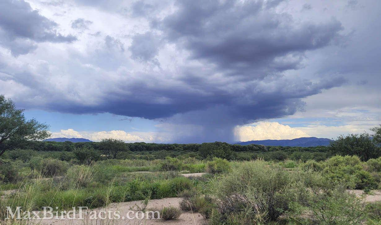 Distant rain clouds. (Cochise, AZ, 2025)
Birding Southeastern Arizona Monsoon Season – 8 Days, 188 Birds