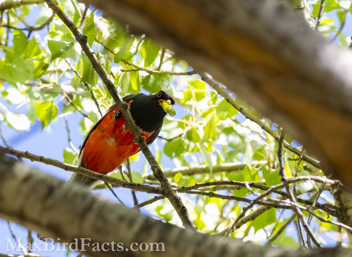 Elegant Trogon carrying food
Birding Southeastern Arizona Monsoon Season – 8 Days, 188 Birds