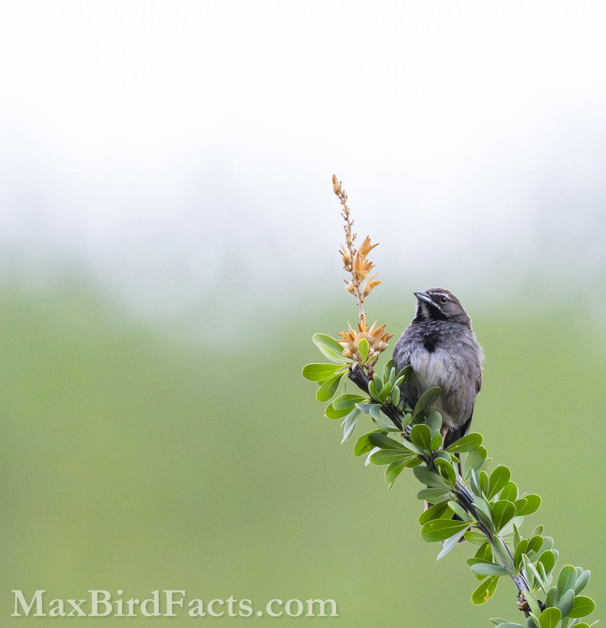 Five-striped Sparrow (Amphispizopsis quinquestriata). (Pima, AZ, 2025)
Birding Southeastern Arizona Monsoon Season