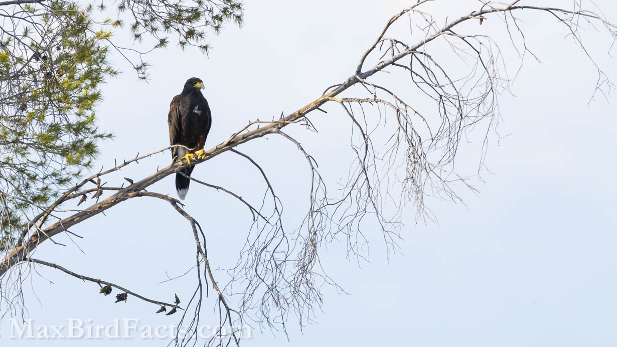 Harris’s Hawk (Parabuteo unicinctus). (Pima, AZ, 2025)
Birding Southeastern Arizona Monsoon Season