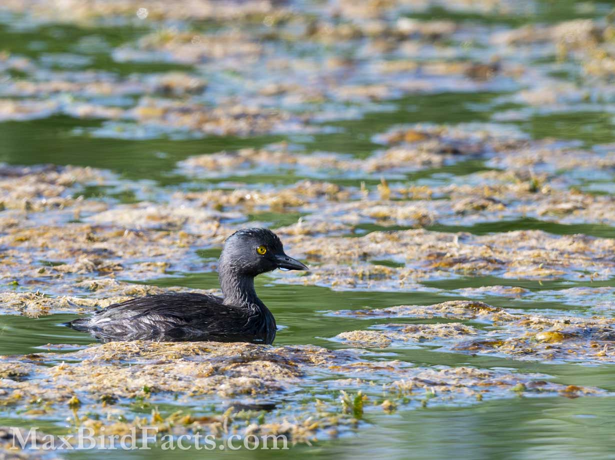 Least Grebe (Tachybaptus dominicus). (Pima, AZ, 2025)
Birding Southeastern Arizona Monsoon Season