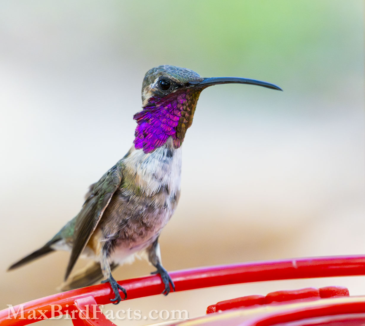 Luicfer Hummingbird (Calothorax lucifer). (Cochise, AZ, 2025)
Birding Southeastern Arizona Monsoon Season