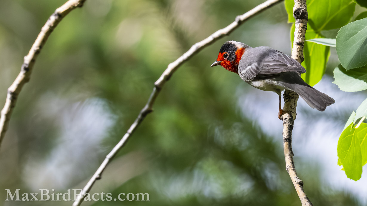 Red-faced Warbler male perched in light
Birding Southeastern Arizona Monsoon Season