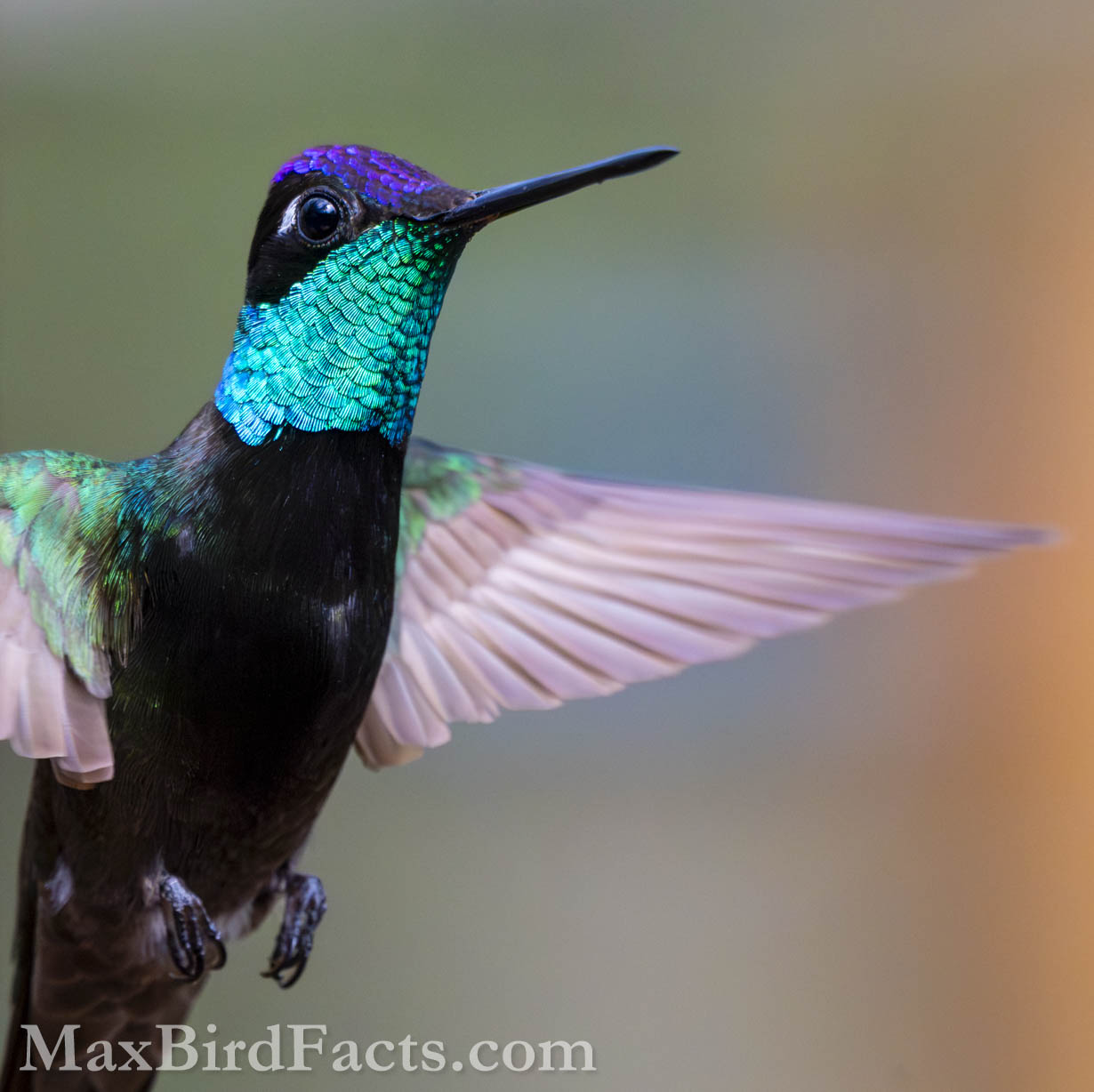 Rivoli's Hummingbird flying in beautiful light
Birding Southeastern Arizona Monsoon Season – 8 Days, 188 Birds