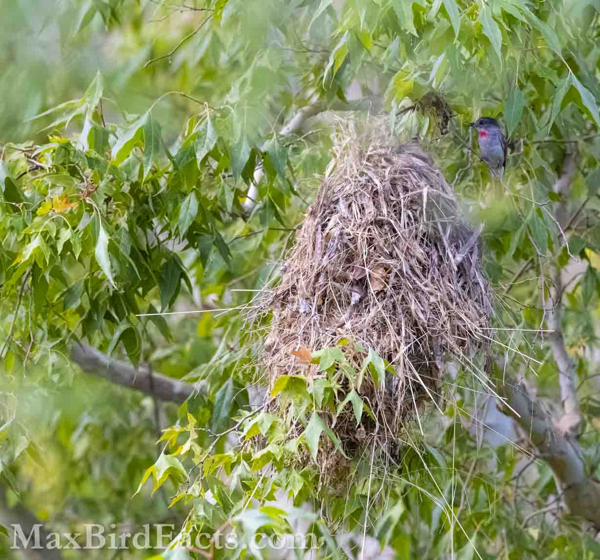 Rose-throated Becard (Pachyramphus aglaiae). (Santa Cruz, AZ, 2025)
Birding Southeastern Arizona Monsoon Season