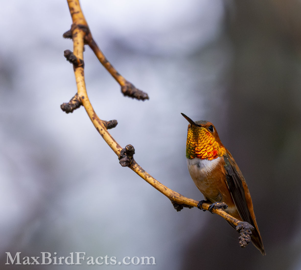 Rufous Hummingbird (Selasphorus rufus). (Cochise, AZ, 2025)
Birding Southeastern Arizona Monsoon Season