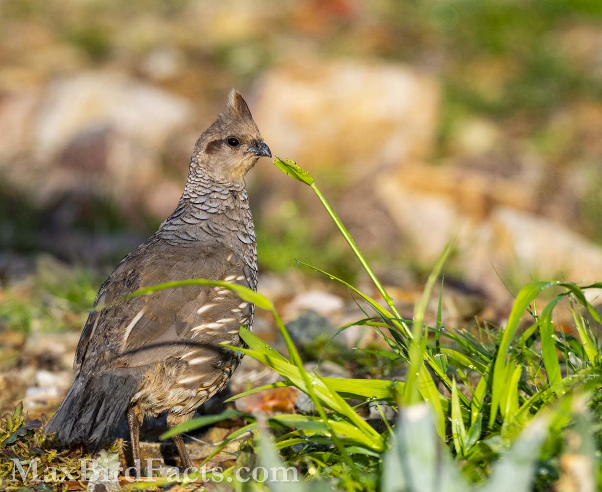 Scaled Quail (Callipepla squamata). (Cochise, AZ. 2025)
Birding Southeastern Arizona Monsoon Season