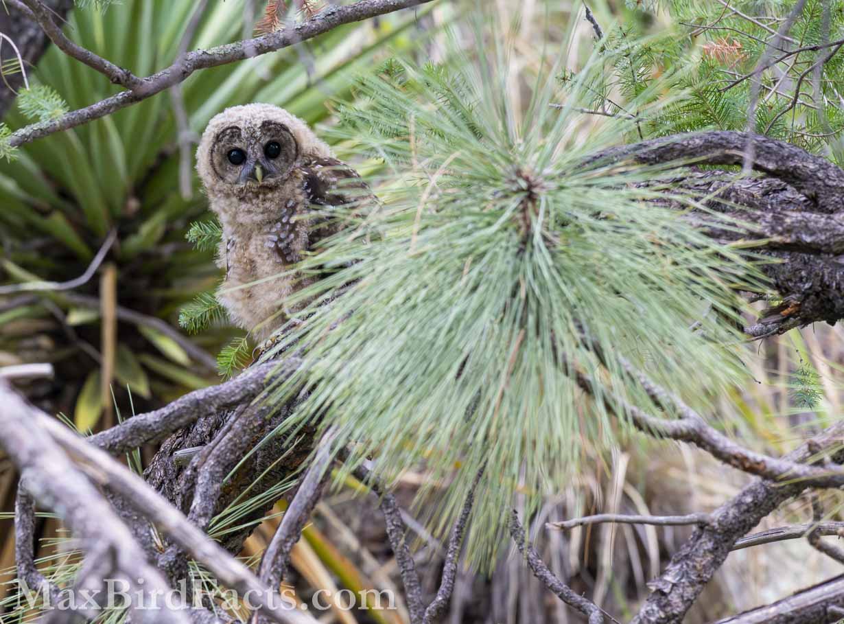 Spotted Owl (Strix occidentalis). (Cochise, AZ, 2025)
Birding Southeastern Arizona Monsoon Season