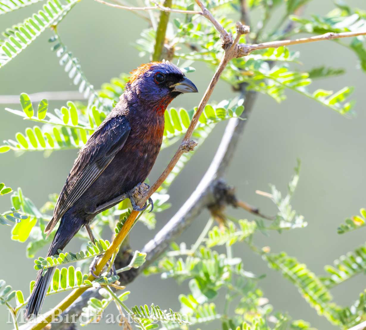 Varied Bunting (Passerina versicolor). (Pima, AZ, 2025)
Birding Southeastern Arizona Monsoon Season