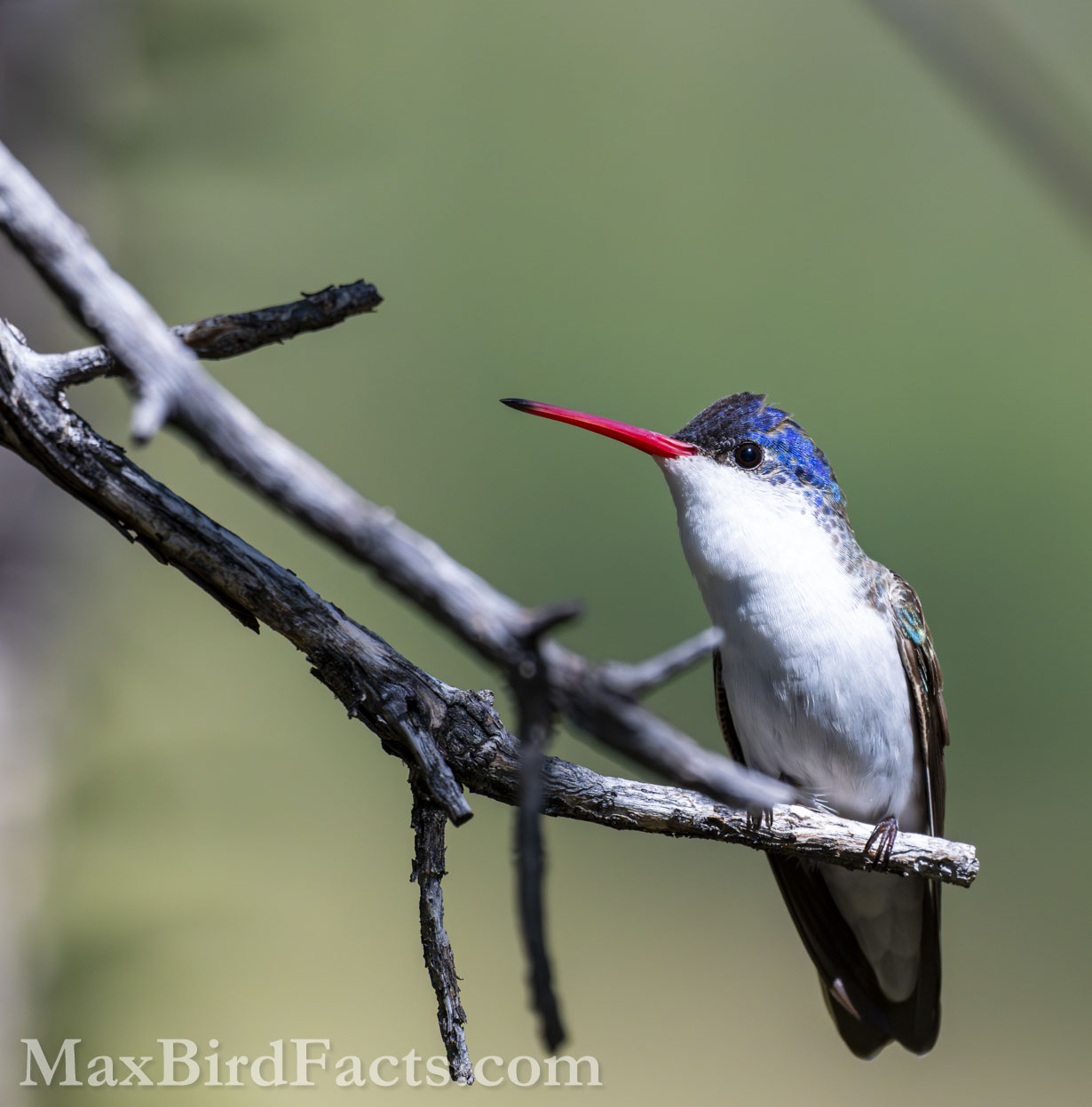 Violet-crowned Hummingbird (Ramosomyia violiceps). (Cochise, AZ, 2025)
Birding Southeastern Arizona Monsoon Season