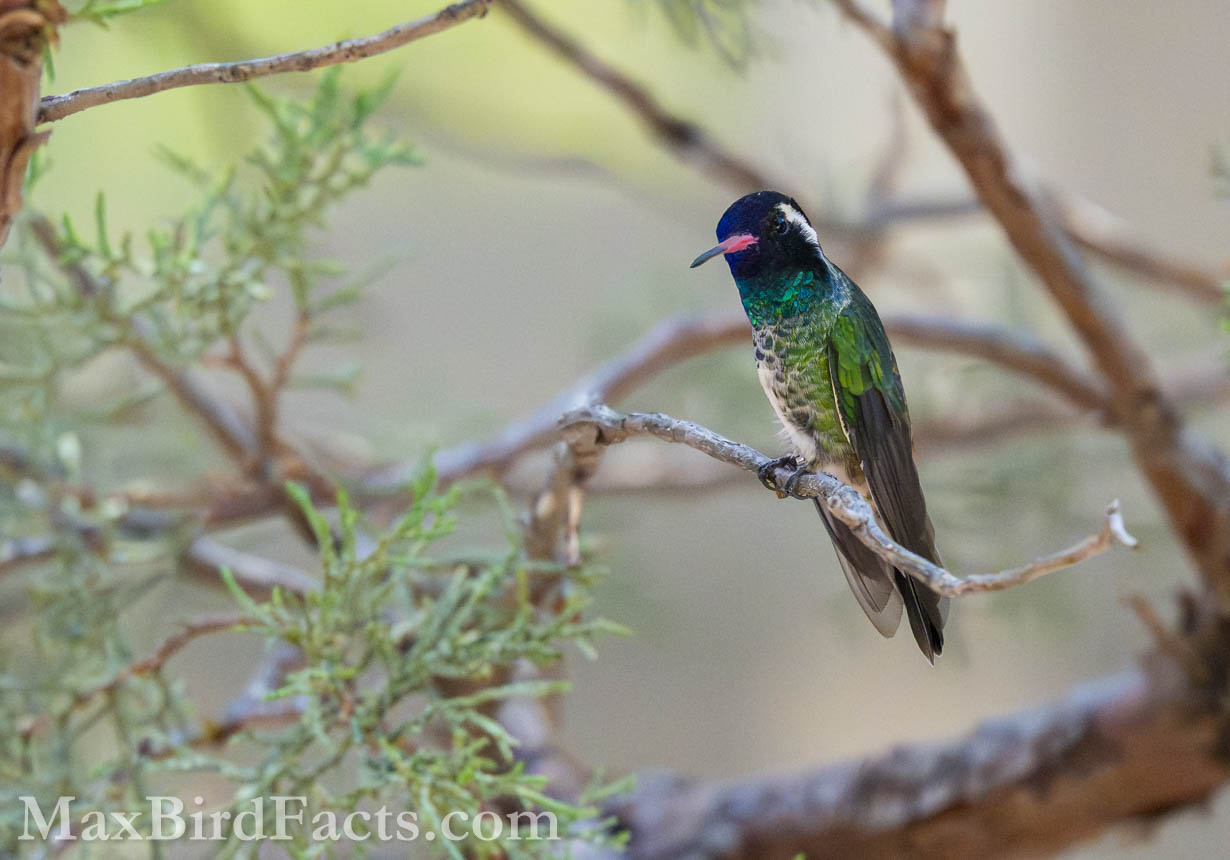 White-eared Hummingbird (Basilinna leucotis). (Cochise, AZ, 2025)
Birding Southeastern Arizona Monsoon Season