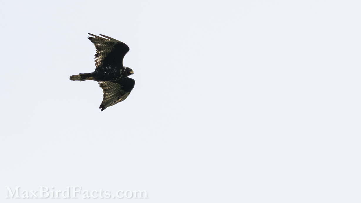 Zone-tailed Hawk (Buteo albonotatus). (Pima, AZ, 2025)
Birding Southeastern Arizona Monsoon Season