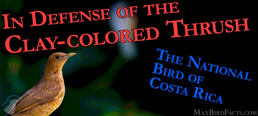 Costa Rica’s National Bird, In Defense of the Clay-colored Thrush