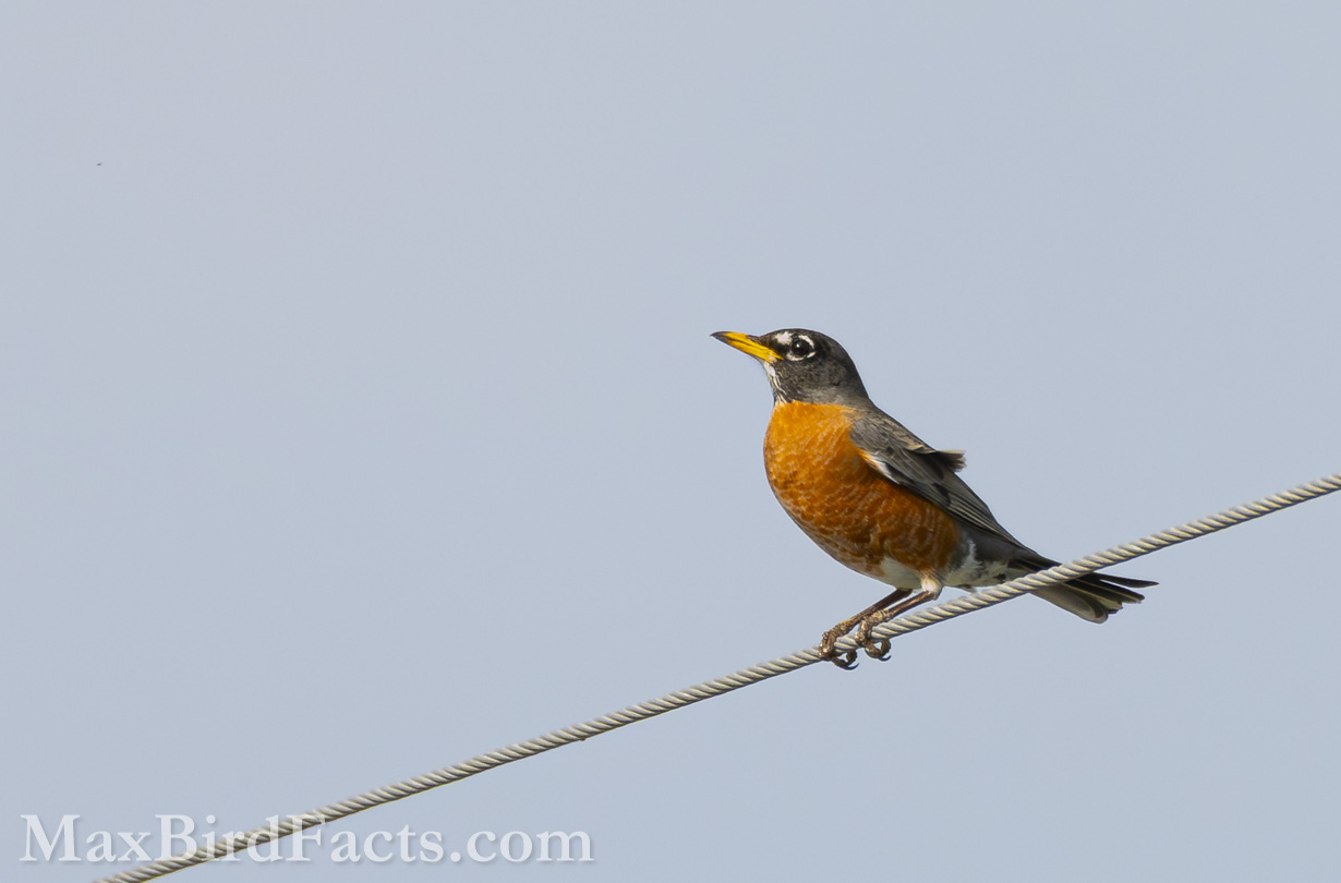 American Robin (Turdus migratorius) perched beautifully on an open wire. They arrive in Florida in late fall and stay throughout the winter, and are always excellent birds to encounter on a walk or see hopping around the grass while doing yard work. (Orange, FL, 2023)
National_Bird_of_Costa_Rica_american_robin_perched_on_powerline
