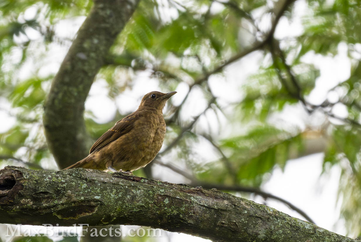 Clay-colored Thrush (Turdus grayi) posing handsomely on a shady branch. (Heredia, CR, 2024)
National_Bird_of_Costa_Rica_clay_colored_thrush_on_branch