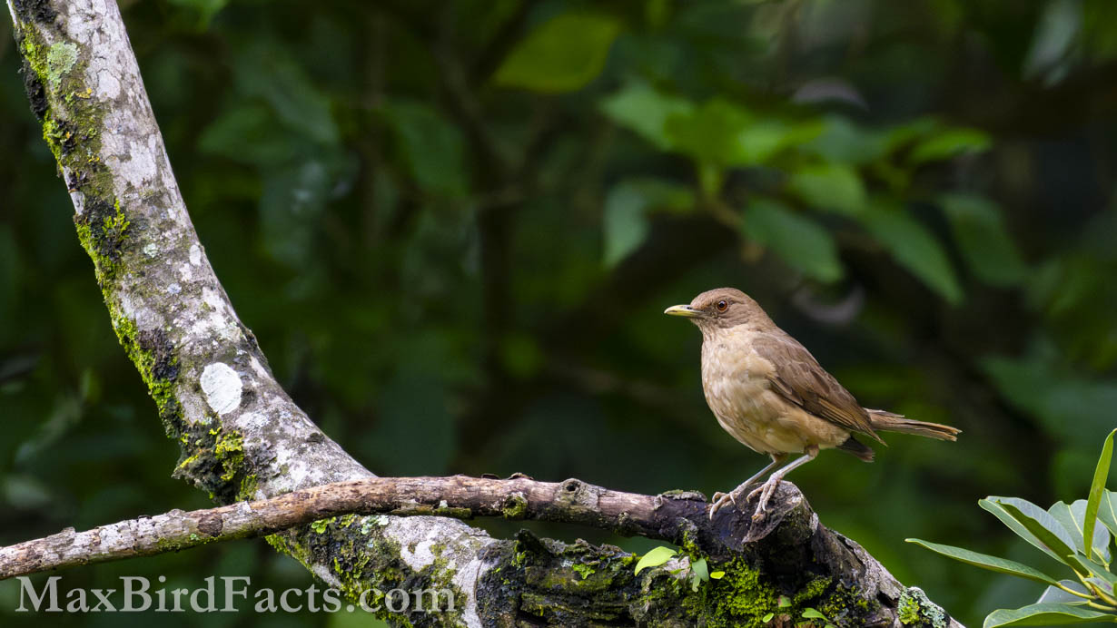 Clay-colored Thrush (Turdus grayi) perched beautifully after a light rain, causing the greenery to really pop. (Puntarenas, CR, 2024)
National_Bird_of_Costa_Rica_clay_colored_thrush_perched_on_branch