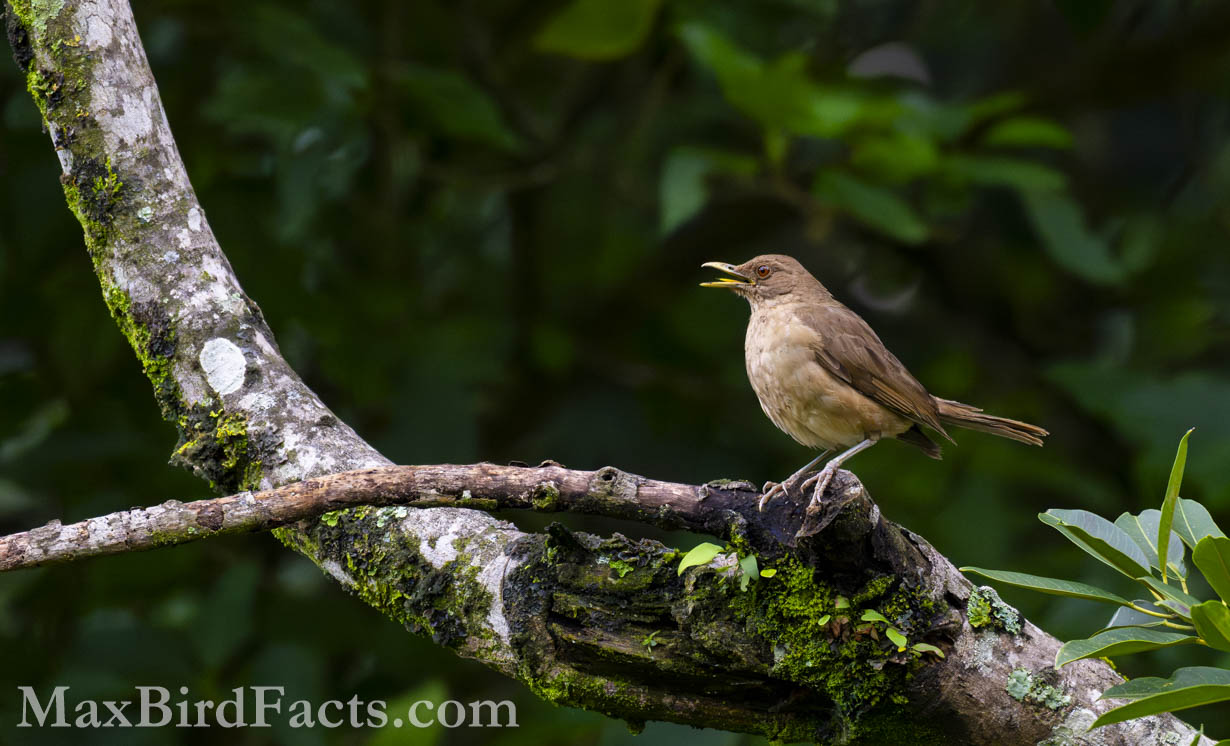 Clay-colored Thrush (Turdus grayi) singing from its perch. (Puntarenas, CR, 2024)
National_Bird_of_Costa_Rica_clay_colored_thrush_perched_on_branch_singing
