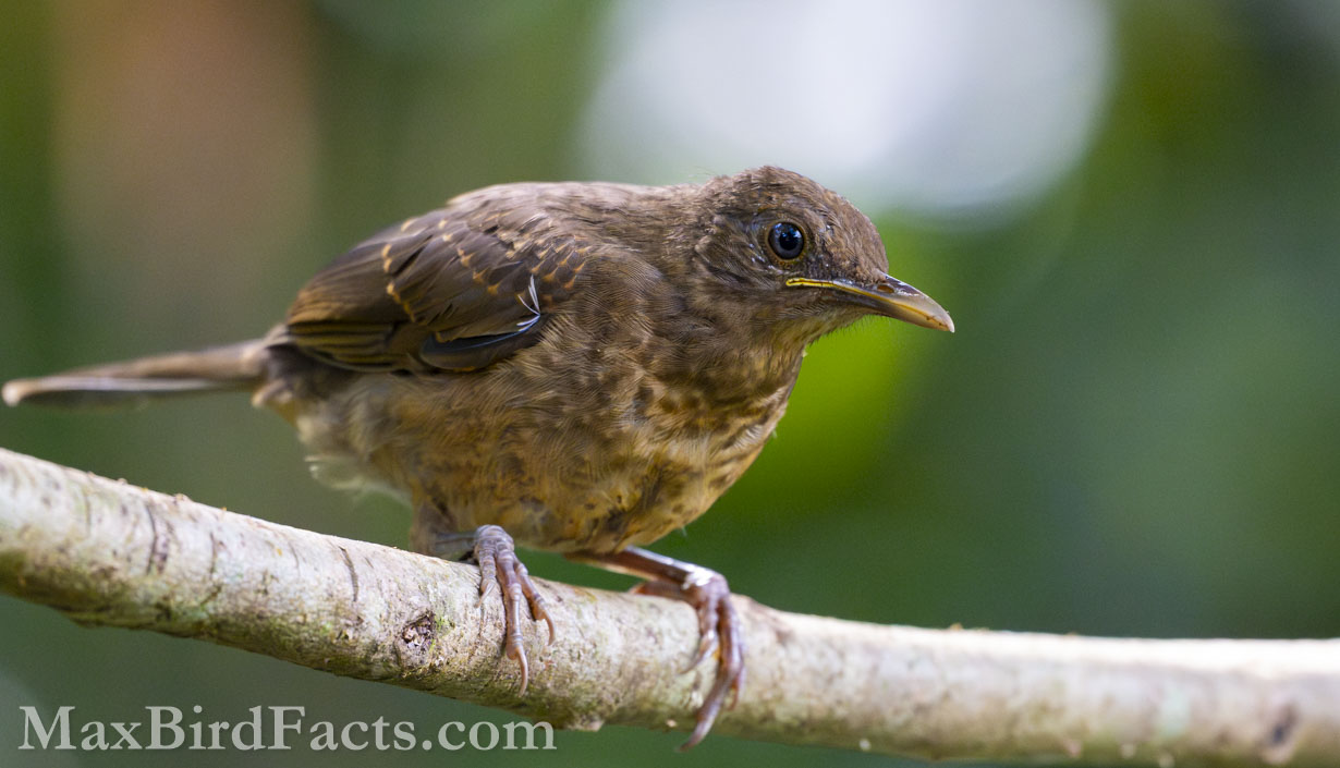 This young Clay-colored Thrush (Turdus grayi) was extremely curious and wanted a better view of itself in my lens. (Alajuela, CR, 2024)
National_Bird_of_Costa_Rica_clay_colored_thrush_perched_on_branch_young