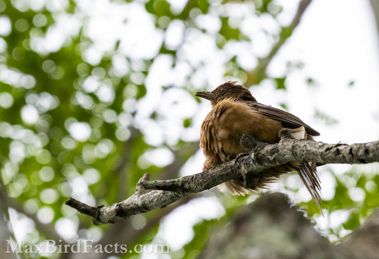 Clay-colored Thrush (Turdus grayi) fluffing its feathers after some preening. (Alajuela, CR, 2024)
National_Bird_of_Costa_Rica_clay_colored_thrush_resting_on_branch