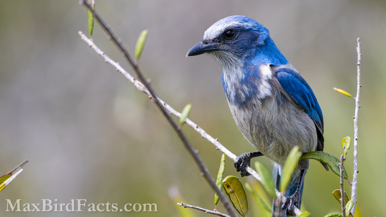 Florida Scrub-Jay (Aphelocoma coerulescens) in its native oak scrub habitat. (Brevard, FL, 2021)
National_Bird_of_Costa_Rica_florida_scrub_jay_perched_on_low_oak_scrub