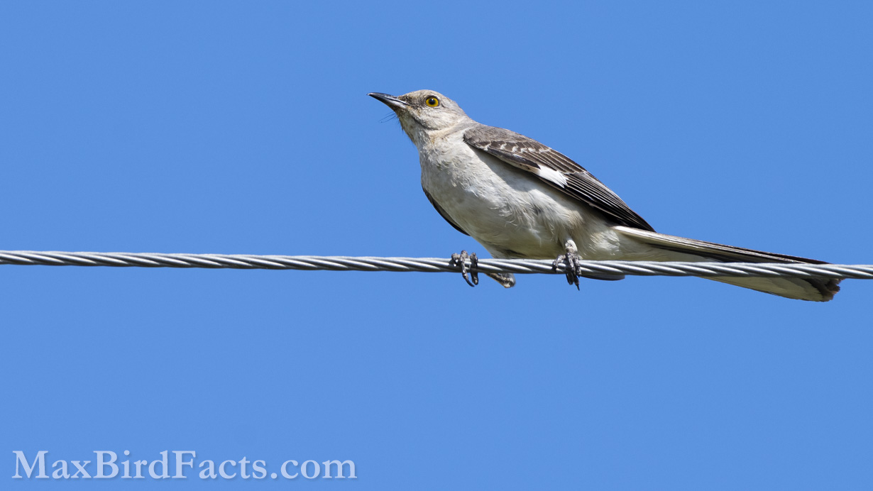 Northern Mockingbird (Mimus polyglottos) leaning into the wind on a powerline. Their overall gray plumage, long tail, and noticeable white “windows” on the wings are all excellent identifying markings for this bird. (Osceola, FL, 2022)
National_Bird_of_Costa_Rica_northern_mockingbird_perched_on_powerline
